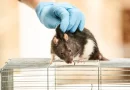 Logran extender la esperanza de vida de ratones al transferir gen de ratas topo