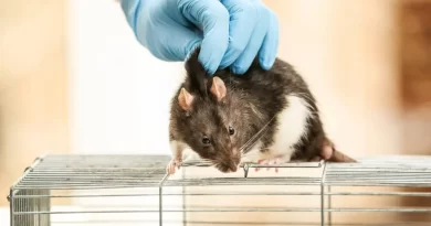 Logran extender la esperanza de vida de ratones al transferir gen de ratas topo