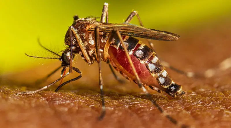 Alertan sobre otro virus transmitido por picadura de mosquito
